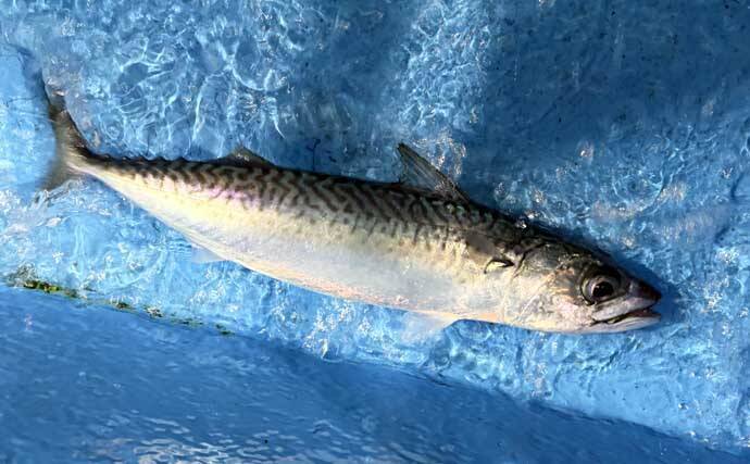 夜イカ釣りで釣ったイカを泳がせて74cmマダイをキャッチ！【福井】