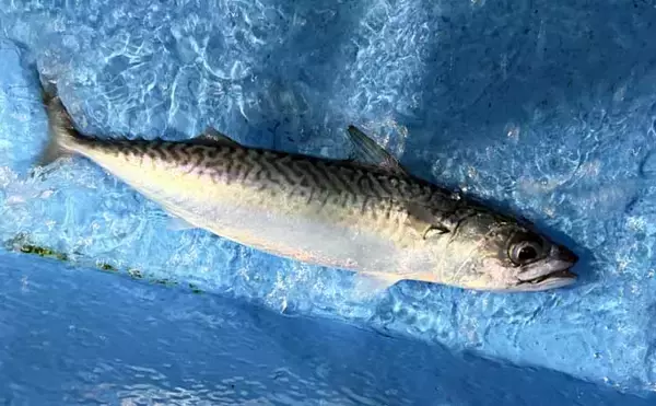 「夜イカ釣りで釣ったイカを泳がせて74cmマダイをキャッチ！【福井】」の画像
