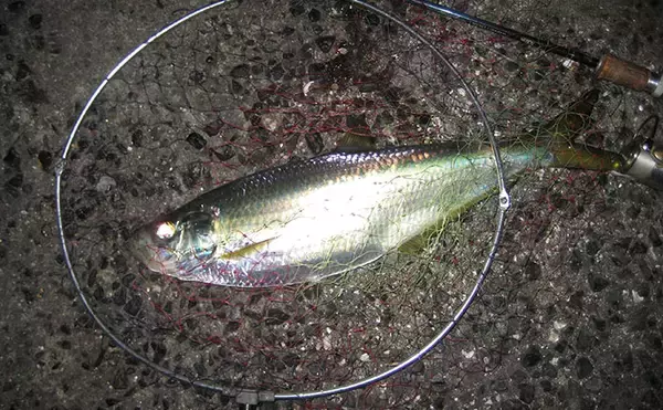 夜の堤防で53cm『ヒラ』をキャッチ！ トラウトタックルでのやり取りが面白い