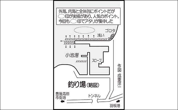 大分国東エリアの陸っぱりエギングで1.6kg頭にアオリイカ9尾