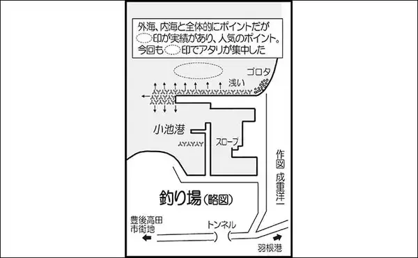「大分国東エリアの陸っぱりエギングで1.6kg頭にアオリイカ9尾」の画像
