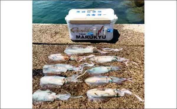 「大分国東エリアの陸っぱりエギングで1.6kg頭にアオリイカ9尾」の画像
