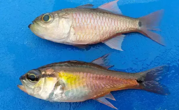 【キングオブゲスト魚】ネンブツダイの煮干しで作る出汁はそうめんに最適