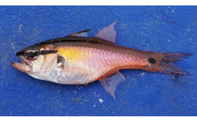 【キングオブゲスト魚】ネンブツダイの煮干しで作る出汁はそうめんに最適