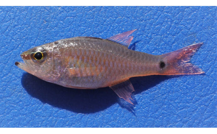 【キングオブゲスト魚】ネンブツダイの煮干しで作る出汁はそうめんに最適