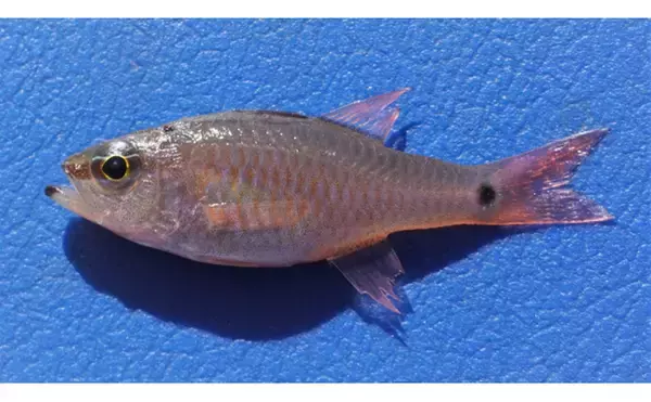 「【キングオブゲスト魚】ネンブツダイの煮干しで作る出汁はそうめんに最適」の画像