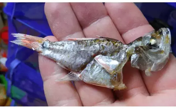 「【キングオブゲスト魚】ネンブツダイの煮干しで作る出汁はそうめんに最適」の画像