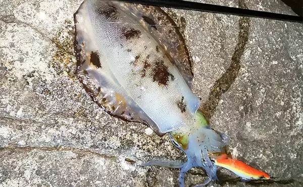 地磯エギングで500g級アオリイカ2杯キャッチ【三重】自作エギには不発