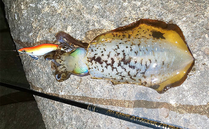 地磯エギングで500g級アオリイカ2杯キャッチ【三重】自作エギには不発