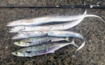 志賀島のワインドゲームで指4本幅タチウオ＆サゴシ連発！【福岡】雨中でも好時合を攻略