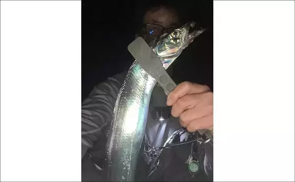 「志賀島のワインドゲームで指4本幅タチウオ＆サゴシ連発！【福岡】雨中でも好時合を攻略」の画像