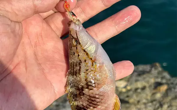 「「堤防にいるほぼすべての魚がターゲット」は本当か？　話題のルアー『魚子チク』を使ってみた」の画像