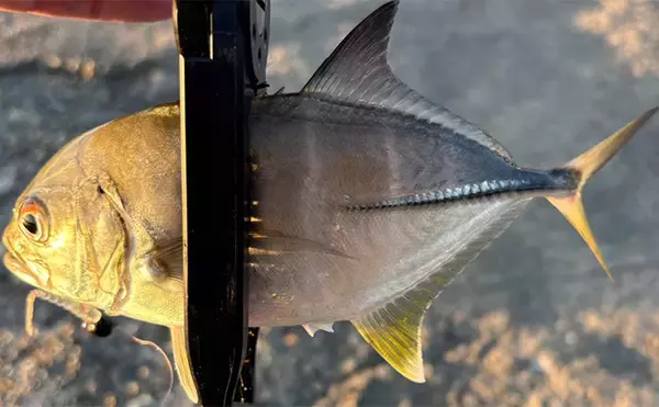 「「堤防にいるほぼすべての魚がターゲット」は本当か？　話題のルアー『魚子チク』を使ってみた」の画像