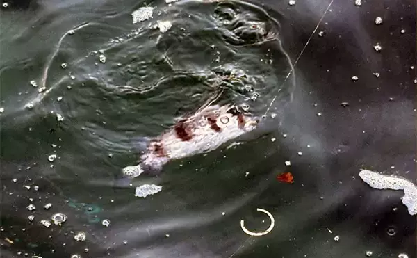 「「堤防にいるほぼすべての魚がターゲット」は本当か？　話題のルアー『魚子チク』を使ってみた」の画像