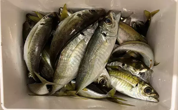 「「堤防にいるほぼすべての魚がターゲット」は本当か？　話題のルアー『魚子チク』を使ってみた」の画像