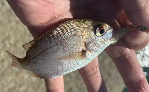 「「堤防にいるほぼすべての魚がターゲット」は本当か？　話題のルアー『魚子チク』を使ってみた」の画像