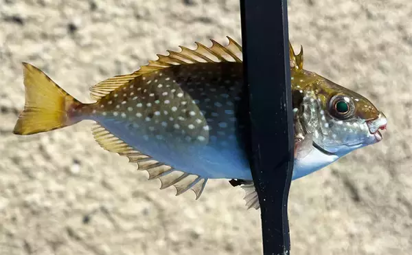 「「堤防にいるほぼすべての魚がターゲット」は本当か？　話題のルアー『魚子チク』を使ってみた」の画像