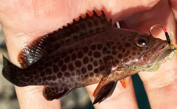 「「堤防にいるほぼすべての魚がターゲット」は本当か？　話題のルアー『魚子チク』を使ってみた」の画像