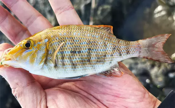 「「堤防にいるほぼすべての魚がターゲット」は本当か？　話題のルアー『魚子チク』を使ってみた」の画像