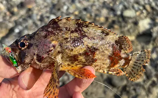 「「堤防にいるほぼすべての魚がターゲット」は本当か？　話題のルアー『魚子チク』を使ってみた」の画像