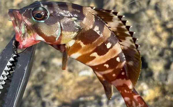 「「堤防にいるほぼすべての魚がターゲット」は本当か？　話題のルアー『魚子チク』を使ってみた」の画像