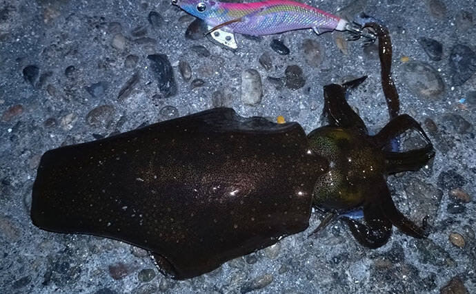 堤防アジングで釣ったアジを泳がせたらヤリイカが連発！【和歌山】