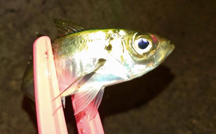 堤防アジングで釣ったアジを泳がせたらヤリイカが連発！【和歌山】