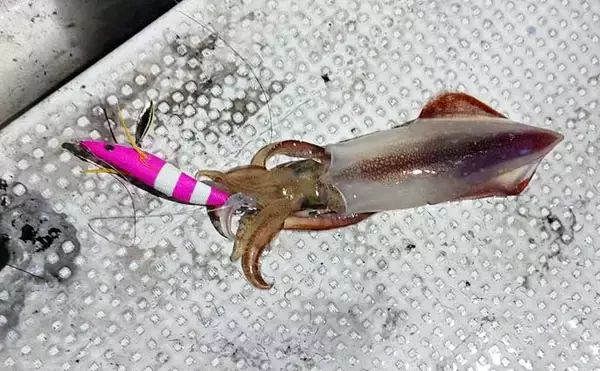 「ケンサキイカ狙いのイカメタル入門 【魅力・タックル・仕掛け・釣り方・持ち帰り方を解説】」の画像