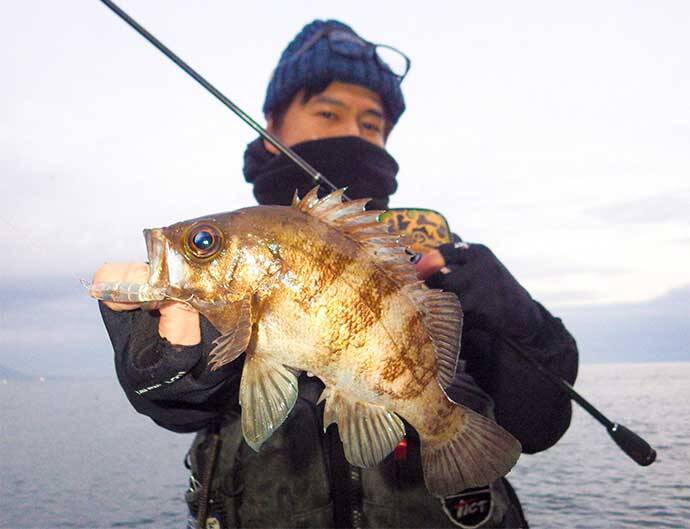 地磯でのデイメバリングで24cm頭にメバル連発　プラッギングで攻略