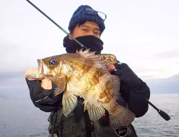 「地磯でのデイメバリングで24cm頭にメバル連発　プラッギングで攻略」の画像