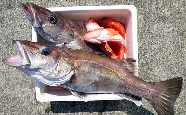 中深海釣りで60cm級『アラ』2匹手中　好ゲストにウッカリ＆ユメカサゴ