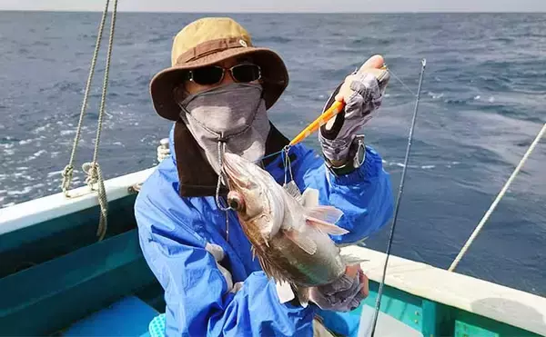 「中深海釣りで60cm級『アラ』2匹手中　好ゲストにウッカリ＆ユメカサゴ」の画像