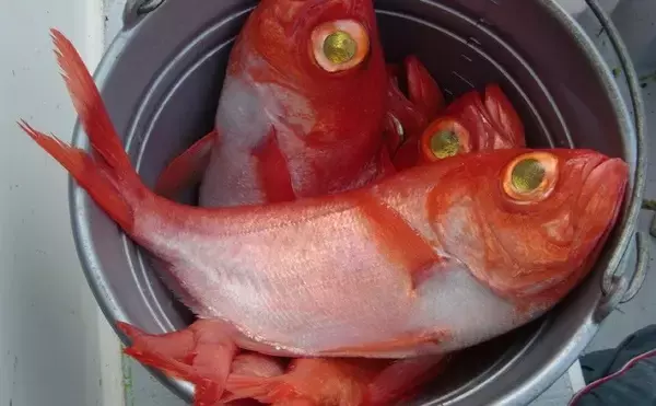 「お金がかかる釣り代表【深場釣り】の節約法　仕掛け小物類は大量購入＆再利用を」の画像