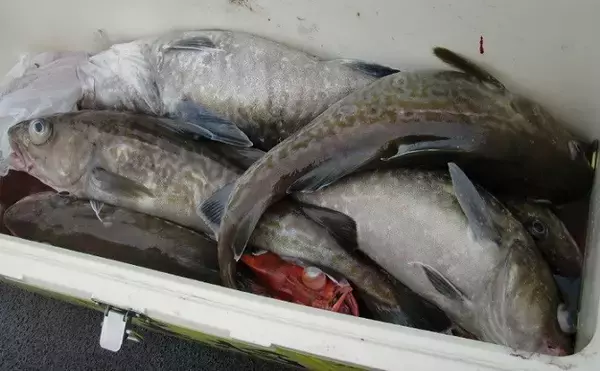 「お金がかかる釣り代表【深場釣り】の節約法　仕掛け小物類は大量購入＆再利用を」の画像