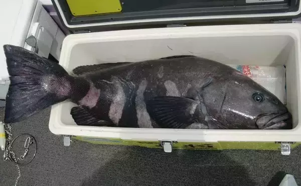 「お金がかかる釣り代表【深場釣り】の節約法　仕掛け小物類は大量購入＆再利用を」の画像