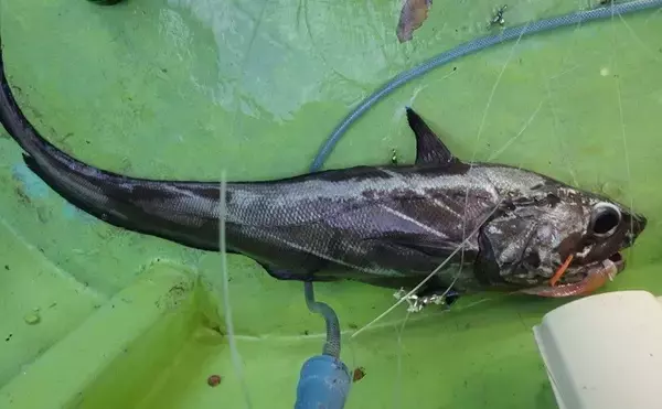 「お金がかかる釣り代表【深場釣り】の節約法　仕掛け小物類は大量購入＆再利用を」の画像