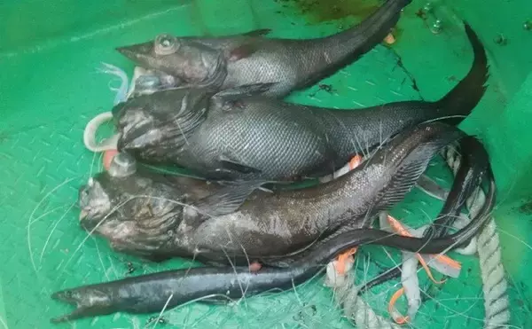 「お金がかかる釣り代表【深場釣り】の節約法　仕掛け小物類は大量購入＆再利用を」の画像