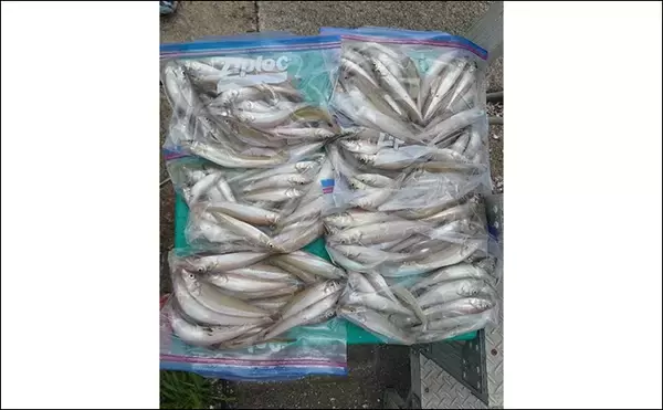 「【船のエサ釣り釣果速報】イシダイ便で60cm級含み全員安打と好調キープ（三重）」の画像