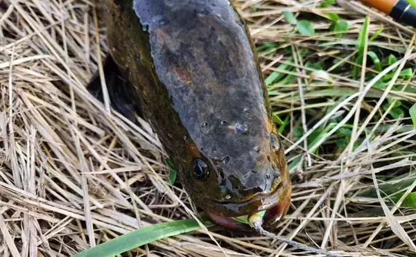 「春のルアーライギョ釣り入門解説　【フィールド・タックル・ルアー・時間・釣り方】」の画像