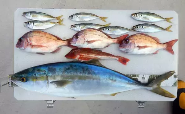 「アジを食わせて青物狙撃！」落とし込み釣りで70cmワラサキャッチ【愛知】