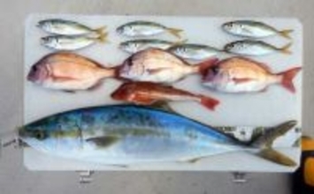 「アジを食わせて青物狙撃！」落とし込み釣りで70cmワラサキャッチ【愛知】