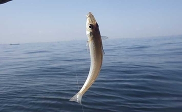 「敵はアカクラゲ？」東京湾船シロギス釣りで良型主体に37匹手中【たかはし遊船】