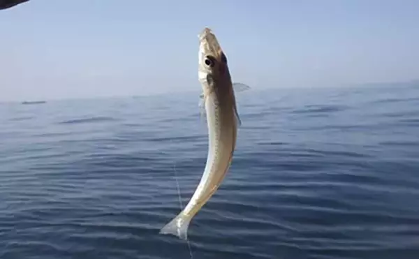 「敵はアカクラゲ？」東京湾船シロギス釣りで良型主体に37匹手中【たかはし遊船】