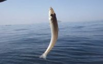 「敵はアカクラゲ？」東京湾船シロギス釣りで良型主体に37匹手中【たかはし遊船】