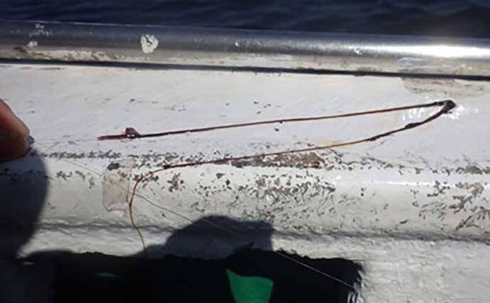 「敵はアカクラゲ？」東京湾船シロギス釣りで良型主体に37匹手中【たかはし遊船】