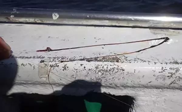 「「敵はアカクラゲ？」東京湾船シロギス釣りで良型主体に37匹手中【たかはし遊船】」の画像