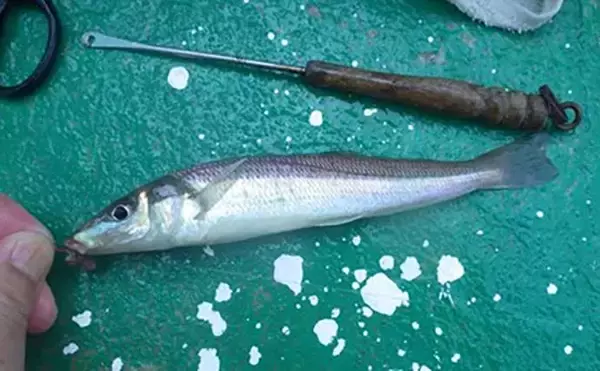 「「敵はアカクラゲ？」東京湾船シロギス釣りで良型主体に37匹手中【たかはし遊船】」の画像