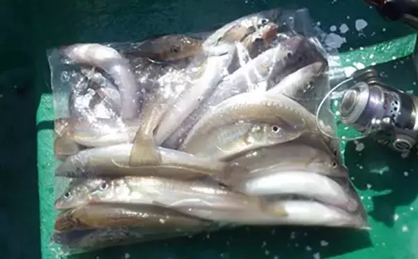 「「敵はアカクラゲ？」東京湾船シロギス釣りで良型主体に37匹手中【たかはし遊船】」の画像