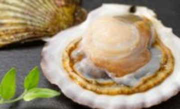 ホタテの一大産地がピンチ！　青森の陸奥湾でホタテの養殖業に危機迫る