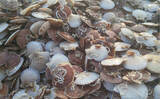 「ホタテの一大産地がピンチ！　青森の陸奥湾でホタテの養殖業に危機迫る」の画像2
